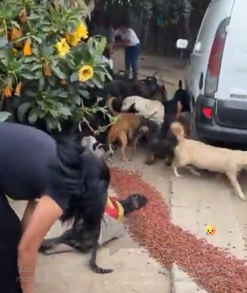 localizan-domicilio-donde-concentraban-perros-para-matarlos