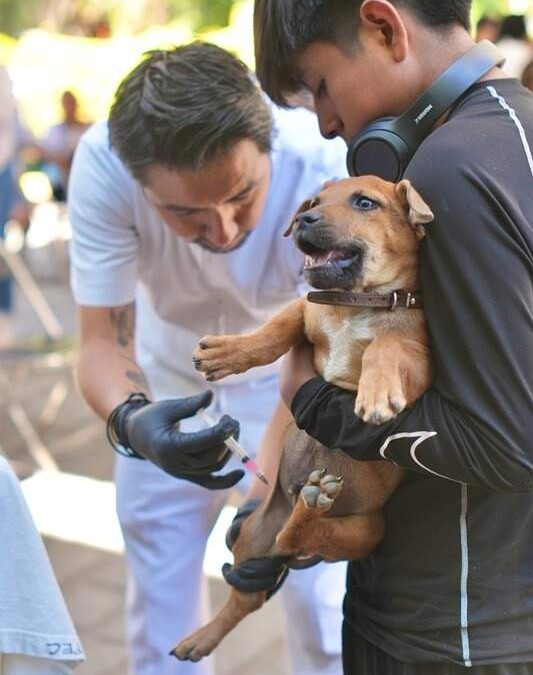 Arranca SSO Campaña Estatal de Vacunación Antirrábica Canina y Felina 2026