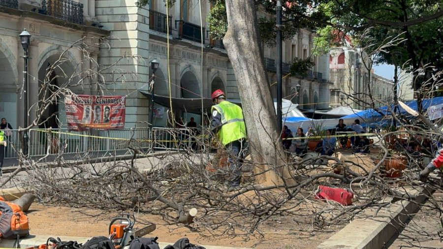 Retiran un segundo árbol en el zócalo, por riesgo de caerse